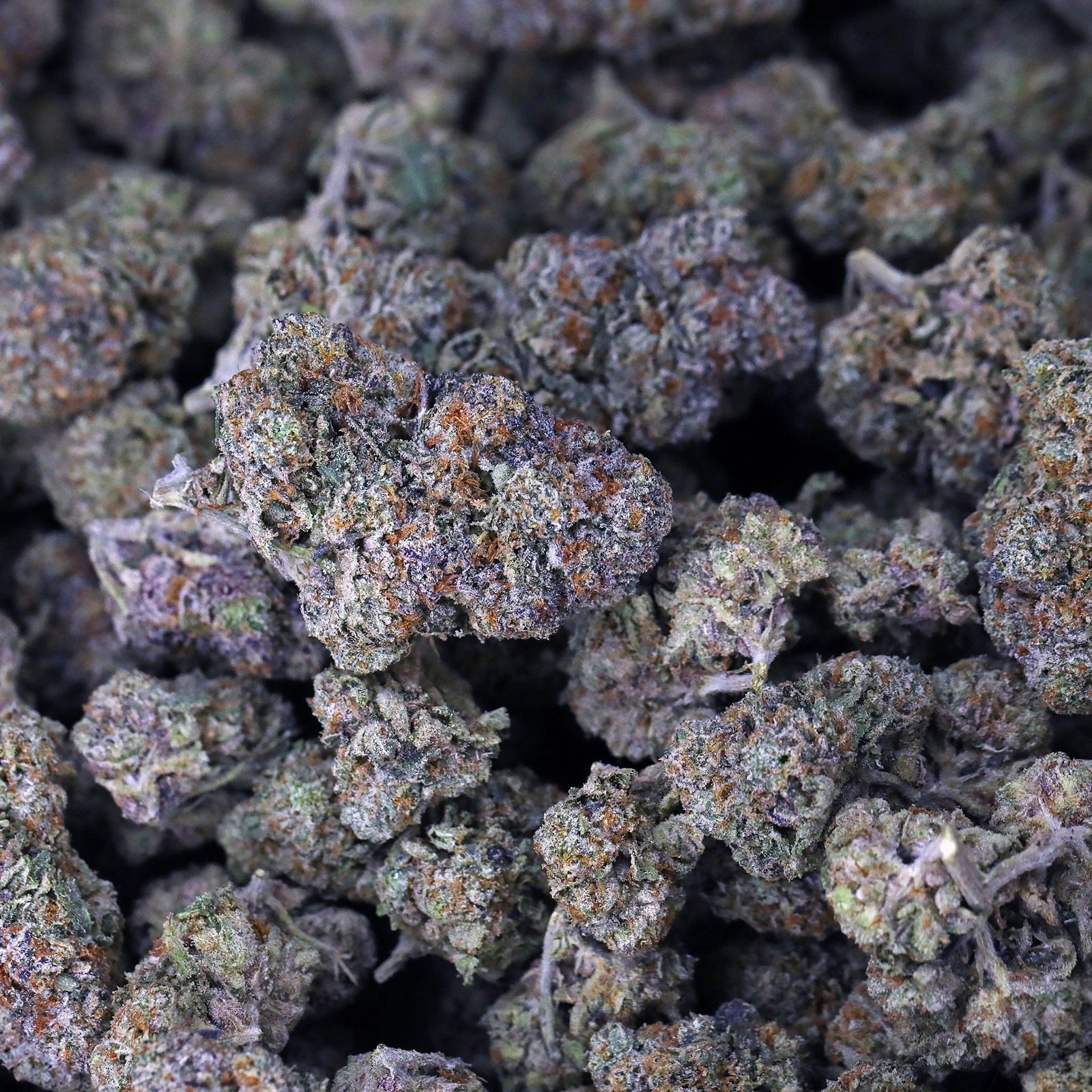 Gelato 41 THCa Flower *Private Reserve*